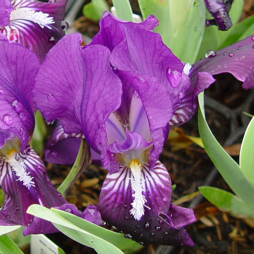 Iris aphylla